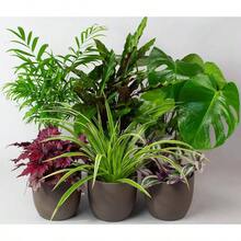 Live Plants - Mixed - View 3