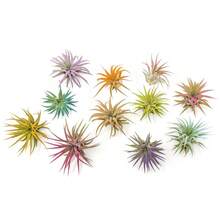 1pcs Random Color Tillandsia ,Air Plant,Tillandsia Air Plant, Cold Hardy, Easy To Grow Indoor Plants, Perfect Flower Gift For Special Occasions - 空氣植物 - 查看 2