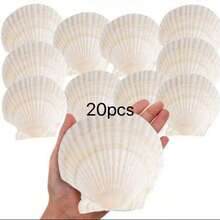 5/10 piezas de conchas marinas naturales grandes, adecuadas para manualidades de pintura DIY, joyería, decoración del hogar, accesorios de fotografía, decoración de bodas y regalos. Tamaño: 7-8 cm/2.75-3.15 pulgadas - Multicolor - Ver 10