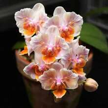 Plant Flower Orchid Se.Eds, Decorate Garden Flowers, Easy To Grow, House Display - 69 Seeds - View 3