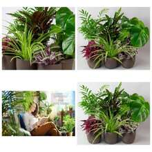 Live Plants - Mixed - View 8