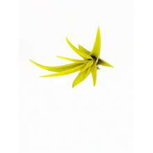 1pc Yellow Tillandsia Capitata Air Plant, Ionantha Air Plant, Air Plants, Beach Wedding Decor, Wedding Favor, Tillandsia, Terrarium, Airplant - 空氣植物 - 查看 6