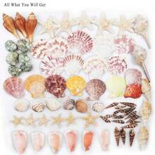 Sea Shells Mixed Beach Seashells 9 Kinds 1.2"-3.5 "Various Sizes Natural Seashells And 2 Kinds Of Natural Starfish For Beach Themed Party DIY Crafts Fishtank Vase Fillers Home Wedding Decorations - Various - View 2