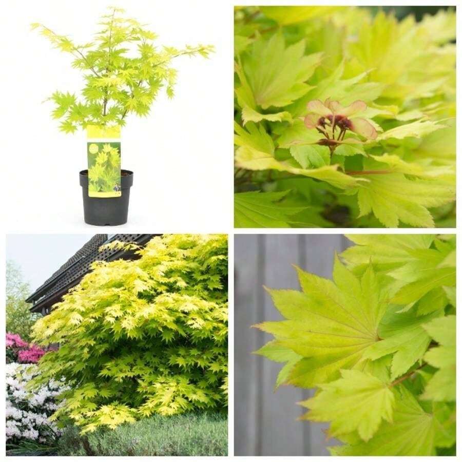 Live Plants - Single - View 1