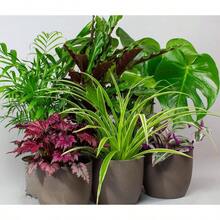 Live Plants - Mixed - View 5