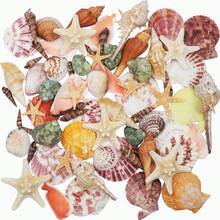Sea Shells Mixed Beach Seashells 9 Kinds 1.2"-3.5 "Various Sizes Natural Seashells And 2 Kinds Of Natural Starfish For Beach Themed Party DIY Crafts Fishtank Vase Fillers Home Wedding Decorations - Various - View 1