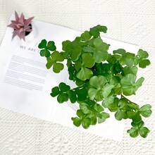 2pcs Artificial Maidenhair Fern And Clover Plant Set, For Wall Decor, Soft Mini Bouquet, Handmade Fake Ivy Leaves, Suitable For Garden, Desktop Bonsai, Home, Shop And Office Decoration - Multicolor - View 10