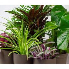 Live Plants - Mixed - View 6