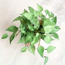 2pcs Artificial Maidenhair Fern And Clover Plant Set, For Wall Decor, Soft Mini Bouquet, Handmade Fake Ivy Leaves, Suitable For Garden, Desktop Bonsai, Home, Shop And Office Decoration - Multicolor - View 11