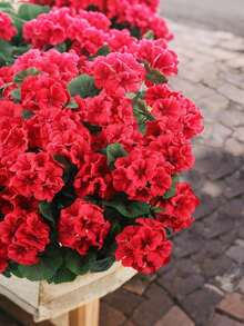 4/2 Bunches Artificial Geranium Flowers, Outdoor Silk Geranium Flowers, UV-Resistant Garden Plants, Fake Floral Decor For Home, Kitchen, Dining Table, Artificial Flowers For Outdoor/Indoor Spring/Summer Decoration, Fade-Resistant, Suitable For Planters, Entryway, Porch, Patio, Windows, Yard, Tables, Holiday Decor (Red) - Red - View 9
