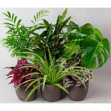 Live Plants - Mixed - View 4