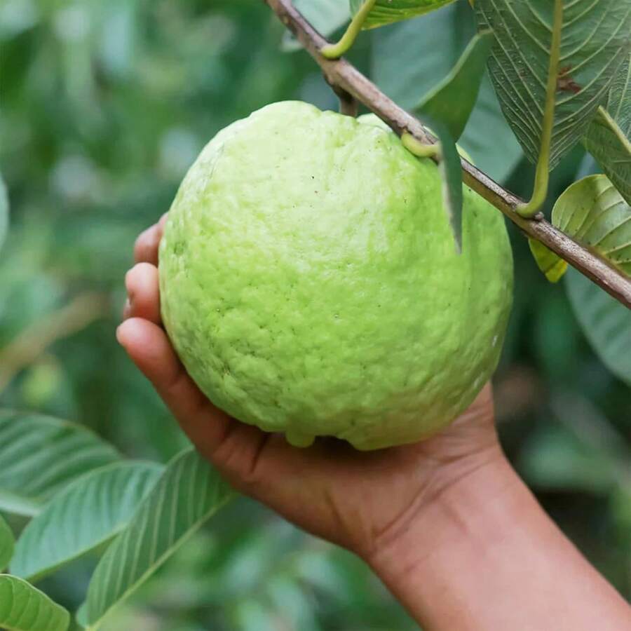 Semillas de Guayaba Tropical Rosa Orgánica - Mezcla de Sabores Exóticos y Privacidad en Tu Jardín - 100 unidades - Ver 1