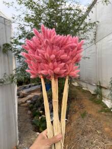 60/120/180/240 根兔尾巴 - 波西米亚风人造花束，适合 DIY、家居和婚礼装饰，农舍风格，适合圣诞节、感恩节、情人节、母亲节。 - 粉紅色兔尾草 - 查看 3