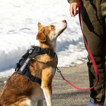 Harness, Reflective Dog Vest Harness With 5 PCS Patches, Adjustable Soft Oxford Pet Harness, Inner Layer Mesh, Easy To Control For Dogs - 黑色 - 查看 5