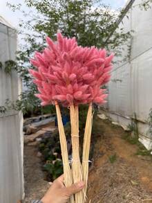 60/120/180/240 根兔尾巴 - 波西米亚风人造花束，适合 DIY、家居和婚礼装饰，农舍风格，适合圣诞节、感恩节、情人节、母亲节。 - 粉紅色兔尾草 - 查看 6