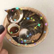 8 张趣味猫咪贴纸，PET 乙烯基贴纸，创意贴纸，DIY 贴纸，办公室装饰贴纸。 - 彩色 - 查看 6