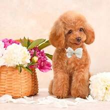 Bộ 5 vòng cổ cho thú cưng đính nơ sequin mềm mại, có thể điều chỉnh kích thước, phù hợp cho chó và mèo nhỏ, nhiều màu sắc để lựa chọn, thích hợp cho tiệc tùng và sử dụng hàng ngày. - Nhiều màu - Xem 7