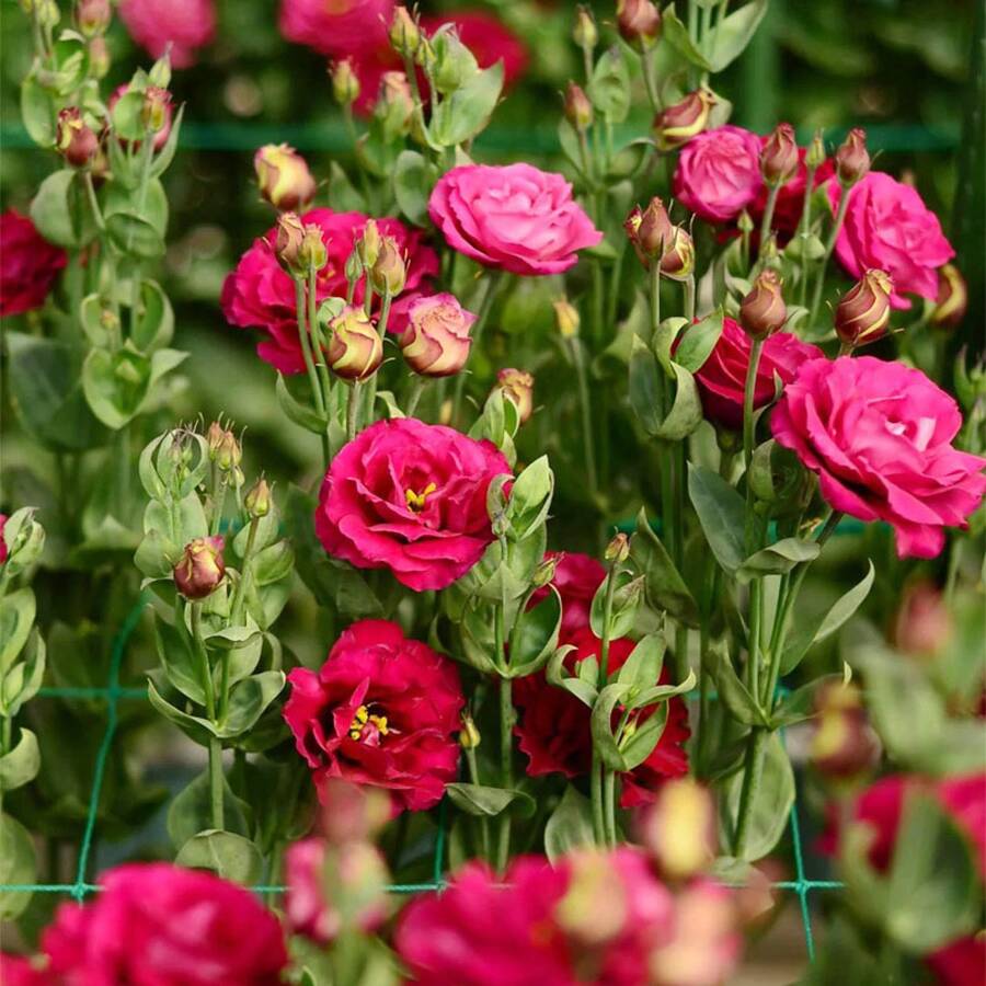 215 Semillas de Almendro Rojo, Flores Cortadas Encantadoras que Atraen Mariposas, Hermosas Semillas de Flores - 215 - Ver 1