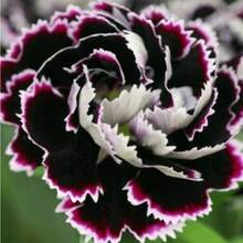 207 Semillas de Flores - Hermosas Flores Adecuadas para Plantas en Macetas y Plantación en Jardines al Aire Libre - 207 - Ver 4
