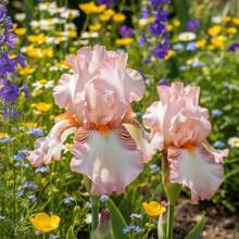 50 Bearded Iris Se.Eds - Rare Folded Iris Varieties - Spring Garden Elegant Two-Color Flowers - 50 Kinds Of Seeds - View 4