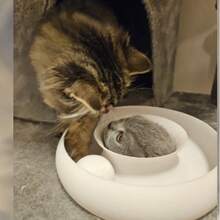 1.互动式猫咪3D打印转盘玩具球，室内小猫自主追逐游戏，耐咬减压猫咪娱乐用品 - 白色 - 查看 5