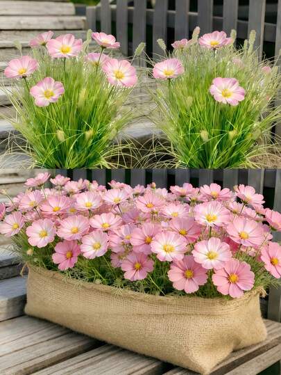 6pcs Artificial Outdoor African Daisy And Tuber Grass Plastic Fake Plants, Suitable For Garden, Yard, Hotel Decor, Easy Maintenance All Year Round