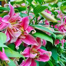 174pcs Lily - Perennial Lily , Beautiful Flowers, Home Potted Plants, Gardening Decoration, Strong Resistance To Deer, Attracting Pollinators - 174 - Xem 7