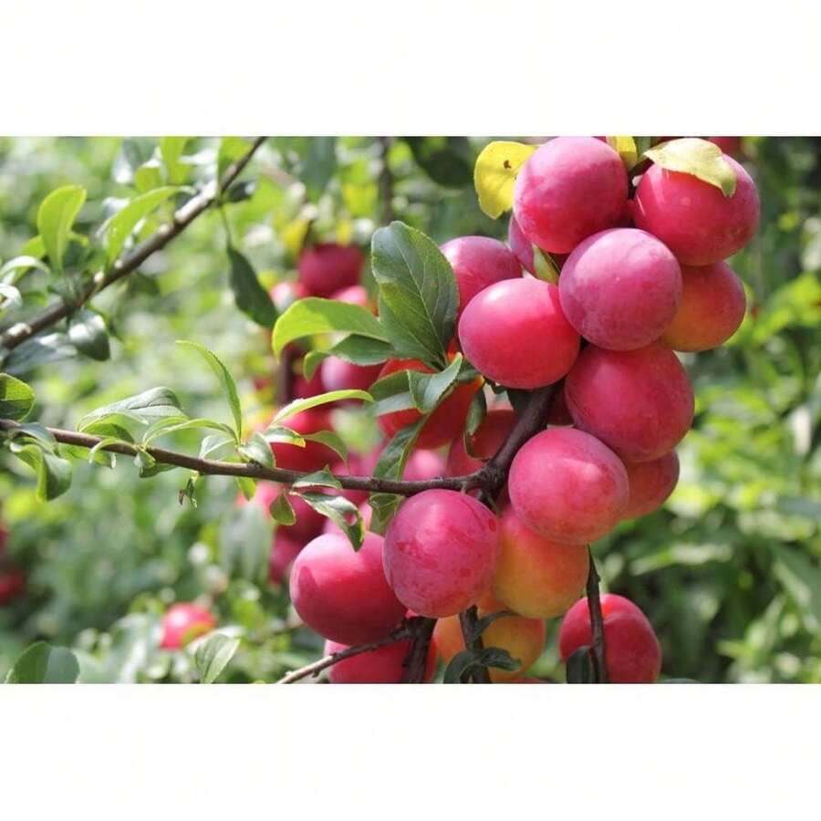 American Plum-10 Plants Planting - 10 miếng - Xem 1