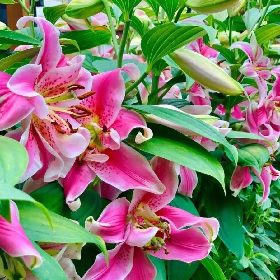 174pcs Lily - Perennial Lily , Beautiful Flowers, Home Potted Plants, Gardening Decoration, Strong Resistance To Deer, Attracting Pollinators - 174 - Xem 1