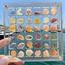 36-Slot Transparent Plastic Specimen Display Box, Magnetic Acrylic Seashell Collection Box With Carrying Handle - Transparent Seashell Storage Box For Collecting Beach Findings, Small Stones, Minerals And Handicrafts - One Size Fits All - View 3