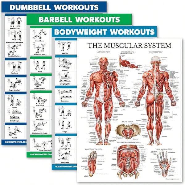 Palace Learning 4 Pack - Dumbbell + Barbell + Bodyweight Workouts - Muscle Set Of 4 Laminated Charts (18'' X 24'')