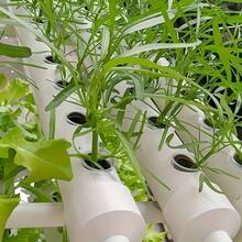10pcs/20pcs Plastic Hydroponic Vegetable Planting Basket Set (Includes Planting Basket + Square Sponge), Seed Fixing Anti-Drift, Transparent Root Visibility, Balcony Greenhouse Hydroponic System Accessories, Soilless Cultivation Planting Cup - Seedling Basket - View 4