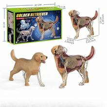 34pcs Dog Organ & Skeleton Anatomy Model, Suitable For Home Decor, Educational Model, Medical Model, Christmas Gift - 34-part Canine Organ and Skeletal Anatomical Model - View 5