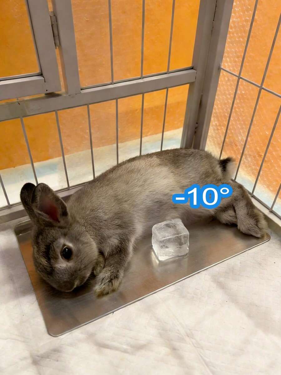 Summer Pet Cooling Aluminum Plate, Small Pet Hamster Heat Relief Cooling Mat, Aluminum Material, Effective Cooling, Summer Rabbit Lying Mat, Dog & Cat Cooling Products - View 1