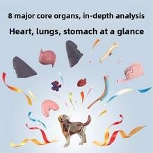 34pcs Dog Organ & Skeleton Anatomy Model, Suitable For Home Decor, Educational Model, Medical Model, Christmas Gift - 34-part Canine Organ and Skeletal Anatomical Model - View 3