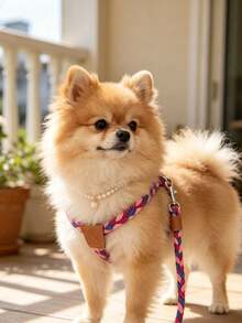Trela de animal de estimação macia, confortável e durável em nylon trançado, estilo moda em 3 cores rosa, azul e vermelho, adequada para Bichon, Teddy e outros cães pequenos, adequada para passear com cães e gatos (não adequada para cães de tamanho médio e grande) - Multicolorido - Ver 9