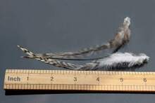 Tigofly 30 Pcs Natural White Black Barred Grizzly Rooster Hackles Streamers Fly Fishing Tying Hackle Feathers Materials - White - View 3