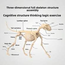 34pcs Dog Organ & Skeleton Anatomy Model, Suitable For Home Decor, Educational Model, Medical Model, Christmas Gift - 34-part Canine Organ and Skeletal Anatomical Model - View 4
