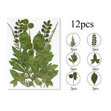 12入/包 DIY 植物標本葉片，適用於相框壓花彩繪裝飾、派對小禮、剪貼簿、書籤、手工藝與藝術裝飾、賀卡、環氧樹脂、信封、裝飾彩繪、手機殼、蠟燭與手工皂製作 - A - 查看 6