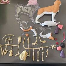 34pcs Dog Organ & Skeleton Anatomy Model, Suitable For Home Decor, Educational Model, Medical Model, Christmas Gift - 34-part Canine Organ and Skeletal Anatomical Model - View 6