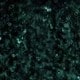 Verde Oscuro