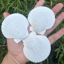 30 PCS Seashells Crafts 2-3 Inches White Natural Bulk Scallop Shells Decorating Crafts Decor Wedding Decoration Beach Theme Party Home Decor. - 23 Inch - View 2