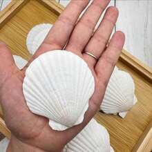 30 PCS Seashells Crafts 2-3 Inches White Natural Bulk Scallop Shells Decorating Crafts Decor Wedding Decoration Beach Theme Party Home Decor. - 23 Inch - View 4