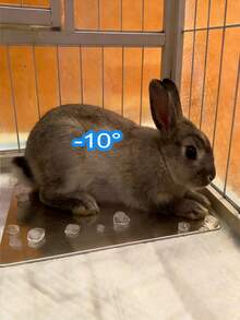 Summer Pet Cooling Aluminum Plate, Small Pet Hamster Heat Relief Cooling Mat, Aluminum Material, Effective Cooling, Summer Rabbit Lying Mat, Dog & Cat Cooling Products - View 6