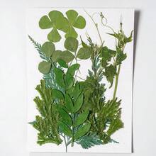 12入/包 DIY 植物標本葉片，適用於相框壓花彩繪裝飾、派對小禮、剪貼簿、書籤、手工藝與藝術裝飾、賀卡、環氧樹脂、信封、裝飾彩繪、手機殼、蠟燭與手工皂製作 - A - 查看 3