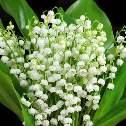 Flores frescas