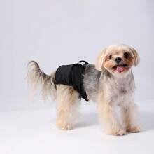 1pc Female Dog Diapers,Reusable Highly Absorbent Physiological Pants,Prevent Leakage & Harassment, Suitable For Urination Or Incontinence,For Small Dog & Puppy - Multicolor - View 8