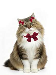 3pcs Solid Color Bow Tie And Hair Clip Set, Suitable For Small/Medium Cats And Dogs, Morandini Color Pet Accessories, Suitable For Photoshoot, Birthday, Wedding, Mother's Day - Blue - View 5
