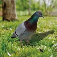 Cross-Border 2D Flat Acrylic Simulated Pigeon Signage For Outdoor Courtyards, Garden Decorations, And Garden Ground Installations. - A - View 3