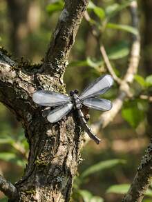 Luxury Acrylic Dragonfly Brooches - Fashionable Insect Pins For Women Unisex Casual Party Jewelry Accessories / Friends Gifts Badges Decoration - Dragonfly - View 20